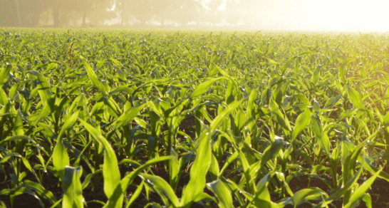 Kansas Crop Improvement Assocation