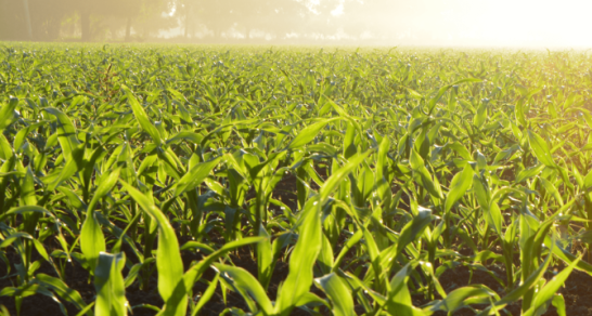 Kansas Crop Improvement Association