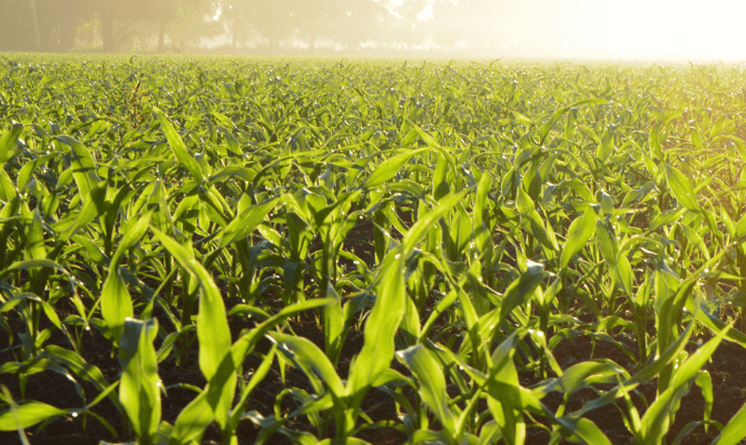 Kansas Crop Improvement Association