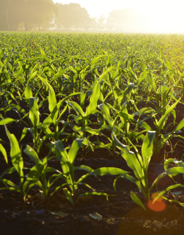 Kansas Crop Improvement Association