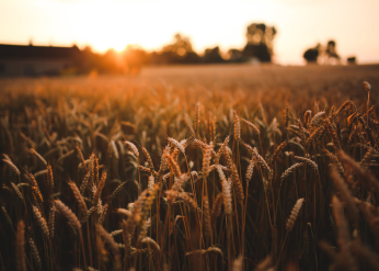 Growing Brands, Not Just Food: The Importance of Marketing in Agriculture